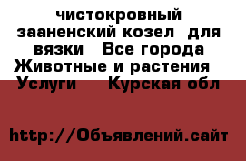 чистокровный зааненский козел  для вязки - Все города Животные и растения » Услуги   . Курская обл.